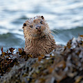 Otter Cub Peekaboo Photograph by Pete Walkden Otter Cub Peekaboo Photograph by Pete Walkden