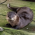 Otter takes a break Photograph by Stephen Sloan Otter takes a break Photograph by Stephen Sloan