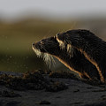 Otters' Whiskers Photograph by Pete Walkden Otters' Whiskers Photograph by Pete Walkden