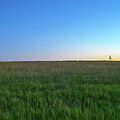 Out For A Walk 3 by Rand Ningali