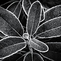 Outlined Black and White Photograph by Gary Geddes Outlined Black and White Photograph by Gary Geddes