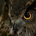 Owl Be Seeing You Photograph by Melissa Southern Owl Be Seeing You Photograph by Melissa Southern