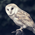 Owl sitting on a glove Photograph by Andrew Lalchan Owl sitting on a glove Photograph by Andrew Lalchan