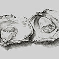 Oysters White Painting by Tony Rubino Oysters White Painting by Tony Rubino