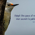 Pace of Nature Photograph by Cathy Kovarik Pace of Nature Photograph by Cathy Kovarik