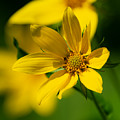 Packing Sunflower Photograph by Linda Bonaccorsi Packing Sunflower Photograph by Linda Bonaccorsi