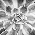 Aeonium Sunburst Black And White Photograph by Steven Sparks
