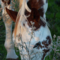 Paint Horse Grazing In The Evening Photograph by Karen Rispin Paint Horse Grazing In The Evening Photograph by Karen Rispin