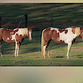 Paint horses Photograph by Karen Rispin Paint horses Photograph by Karen Rispin