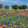 Paintbrushes and Bluebonnets Photograph by Steve Templeton Paintbrushes and Bluebonnets Photograph by Steve Templeton