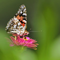 Painted Lady Butterfly At Rest Photograph by Christina Rollo Painted Lady Butterfly At Rest Photograph by Christina Rollo