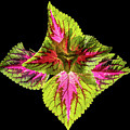 Painted Nettle Plant #1 by Kevin Suttlehan
