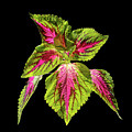 Painted Nettle Plant #4 by Kevin Suttlehan