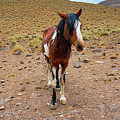 Painted Nevada Mustang Photograph by Ron Long Ltd Photography Painted Nevada Mustang Photograph by Ron Long Ltd Photography