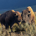 Pair of Bison in the Lamar Valley by Steven Krull