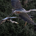 Pair of Great Blue Heron by Steven Krull