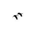 Pair Of Sandhills 10-03-24 by Thomas Young
