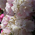 Pale pink rhododendron flowers 1 Photograph by Adriana Mueller Pale pink rhododendron flowers 1 Photograph by Adriana Mueller