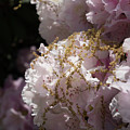 Pale pink rhododendron flowers 2 Photograph by Adriana Mueller Pale pink rhododendron flowers 2 Photograph by Adriana Mueller