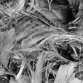 Palm #1 Photograph by John Simmons Palm #1 Photograph by John Simmons