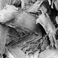 Palm #2 Photograph by John Simmons Palm #2 Photograph by John Simmons
