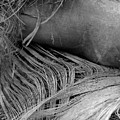Palm #5 Photograph by John Simmons Palm #5 Photograph by John Simmons