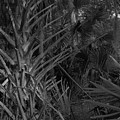 Palm Forest, Princess Place Preserve, 2007 Photograph by John Simmons Palm Forest, Princess Place Preserve, 2007 Photograph by John Simmons
