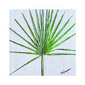 Palm frond 1 by Kristen Abrahamson