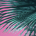 Palm frond and pink sky, summer on the beach Photograph by Adriana Mueller Palm frond and pink sky, summer on the beach Photograph by Adriana Mueller