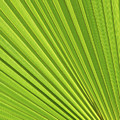 Palm leaf and Mediterranean sunlight 2 Photograph by Adriana Mueller Palm leaf and Mediterranean sunlight 2 Photograph by Adriana Mueller