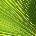 Palm leaf with light and shadow 2 Photograph by Adriana Mueller Palm leaf with light and shadow 2 Photograph by Adriana Mueller