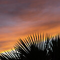 Palm leaves and soft clouds at sunset Photograph by Adriana Mueller Palm leaves and soft clouds at sunset Photograph by Adriana Mueller