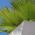 Green palm leaves, blue sky and white wall of a modern finca 1 Photograph by Adriana Mueller Green palm leaves, blue sky and white wall of a modern finca 1 Photograph by Adriana Mueller