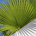 Green palm leaves, blue sky and white wall of a modern finca 2 Photograph by Adriana Mueller Green palm leaves, blue sky and white wall of a modern finca 2 Photograph by Adriana Mueller