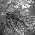 Palm Tree - Mexico by Frank Mari