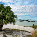 Palm Tree on Quietwater Beach Photograph by Beachtown Views Palm Tree on Quietwater Beach Photograph by Beachtown Views