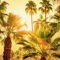 Palm Trees Palm Springs California 0492-100 Photograph by Amyn Nasser Palm Trees Palm Springs California 0492-100 Photograph by Amyn Nasser