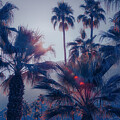 Palm Trees Palm Springs California 0492-101-HS by Neptune Images
