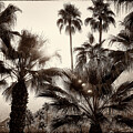 Palm Trees Palm Springs California 0492-301-HS by Neptune Images
