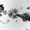 Palms Up by Joe Schofield