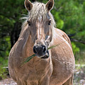 Palomino horse Photograph by Rehna George Palomino horse Photograph by Rehna George