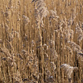 Pampas grass on the shore of a lake 1 Photograph by Adriana Mueller Pampas grass on the shore of a lake 1 Photograph by Adriana Mueller