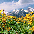 Panoramic Balsamroot Below The Teton Range Photograph by Dave Welling Panoramic Balsamroot Below The Teton Range Photograph by Dave Welling