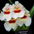 Pansies on Parade Photograph by Marilyn Cornwell Pansies on Parade Photograph by Marilyn Cornwell