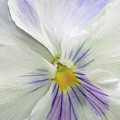 Pansy Macro Photograph by Cathy Kovarik Pansy Macro Photograph by Cathy Kovarik