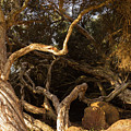 Paperbark Trees Photograph by Elaine Teague Paperbark Trees Photograph by Elaine Teague