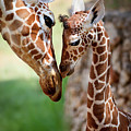 Parent-Child Relationship Photograph by Yuri Peress Parent-Child Relationship Photograph by Yuri Peress