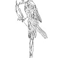 Parrot by Minimalist Artist