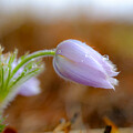 Pasque Flower in Spring by Emily Caldwell