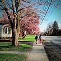 Passing the Magnolia  by Frank J Casella